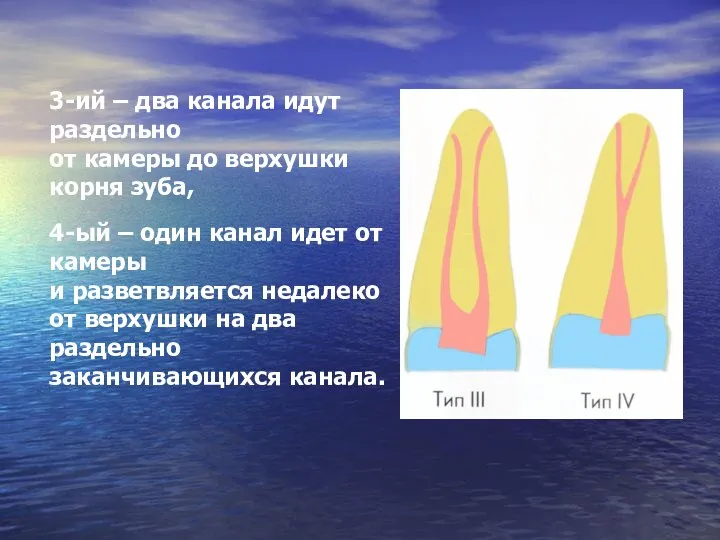 3-ий – два канала идут раздельно от камеры до верхушки корня