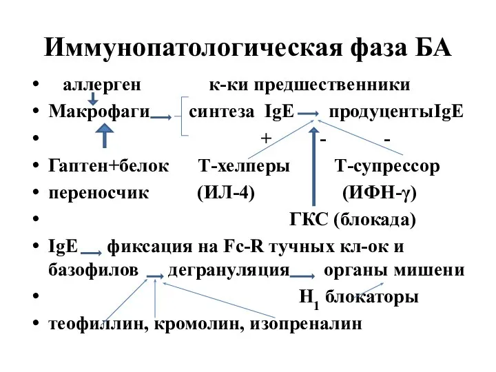 Иммунопатологическая фаза БА аллерген к-ки предшественники Макрофаги синтеза IgE продуцентыIgE +