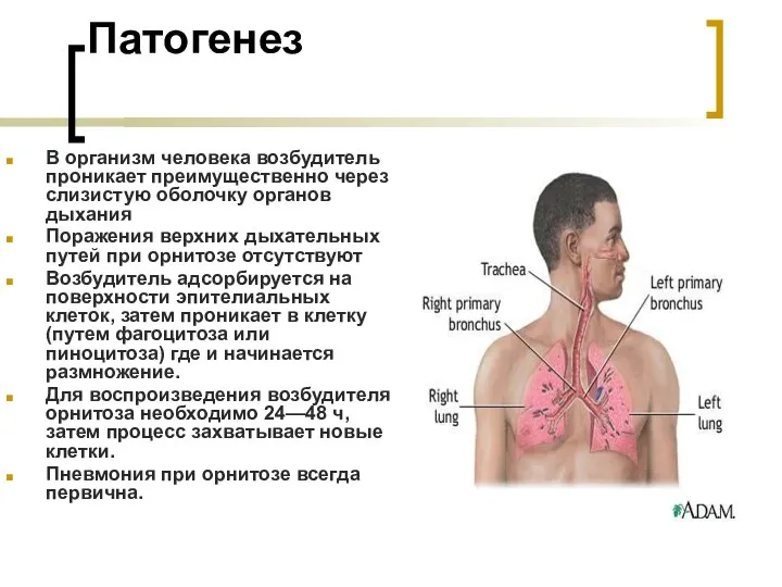 Патогенез В организм человека возбудитель проникает преимущественно через слизистую оболочку органов