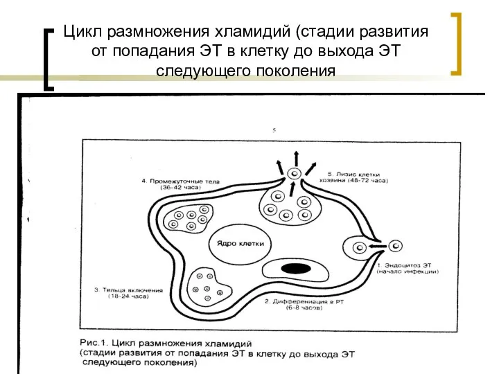 Цикл размножения хламидий (стадии развития от попадания ЭТ в клетку до выхода ЭТ следующего поколения