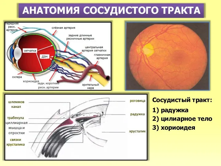 АНАТОМИЯ СОСУДИСТОГО ТРАКТА