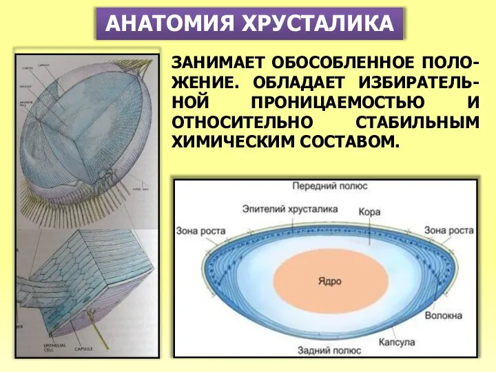 АНАТОМИЯ ХРУСТАЛИКА ЗАНИМАЕТ ОБОСОБЛЕННОЕ ПОЛО-ЖЕНИЕ. ОБЛАДАЕТ ИЗБИРАТЕЛЬ-НОЙ ПРОНИЦАЕМОСТЬЮ И ОТНОСИТЕЛЬНО СТАБИЛЬНЫМ ХИМИЧЕСКИМ СОСТАВОМ.