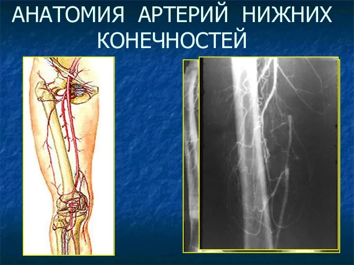 АНАТОМИЯ АРТЕРИЙ НИЖНИХ КОНЕЧНОСТЕЙ