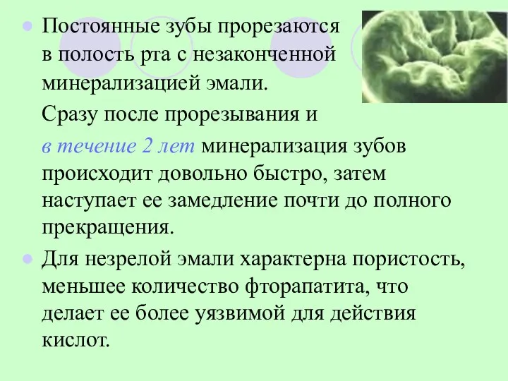 Постоянные зубы прорезаются в полость рта с незаконченной минерализацией эмали. Сразу