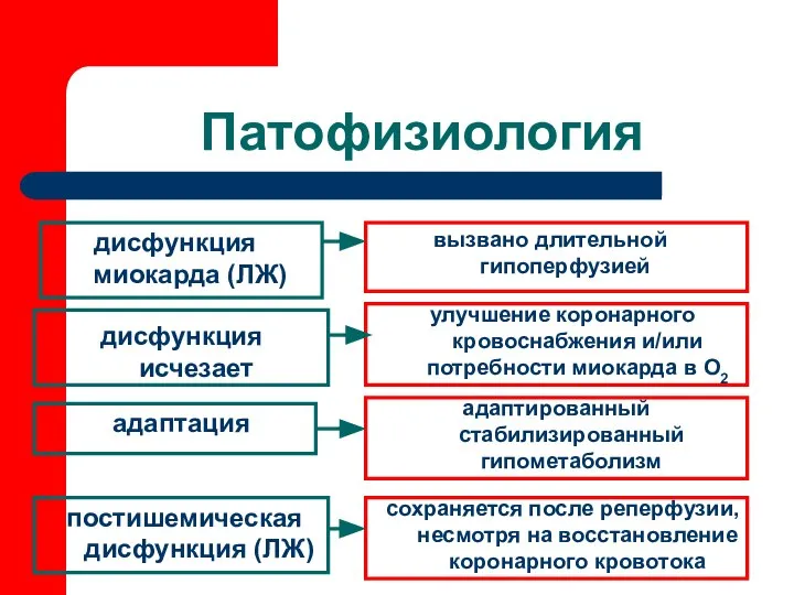 Патофизиология дисфункция миокарда (ЛЖ) адаптация постишемическая дисфункция (ЛЖ) вызвано длительной гипоперфузией