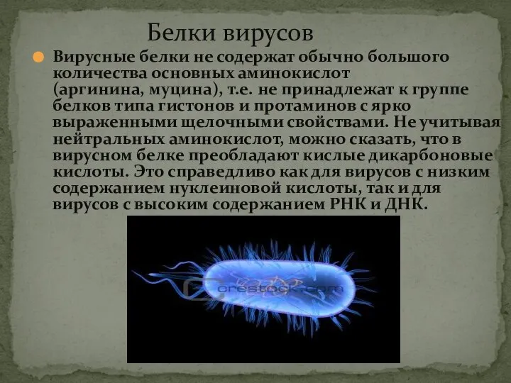 Белки вирусов Вирусные белки не содержат обычно большого количества основных аминокислот