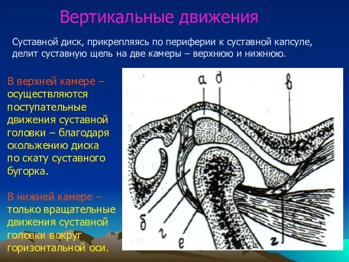 Вертикальные движения Суставной диск, прикрепляясь по периферии к суставной капсуле, делит