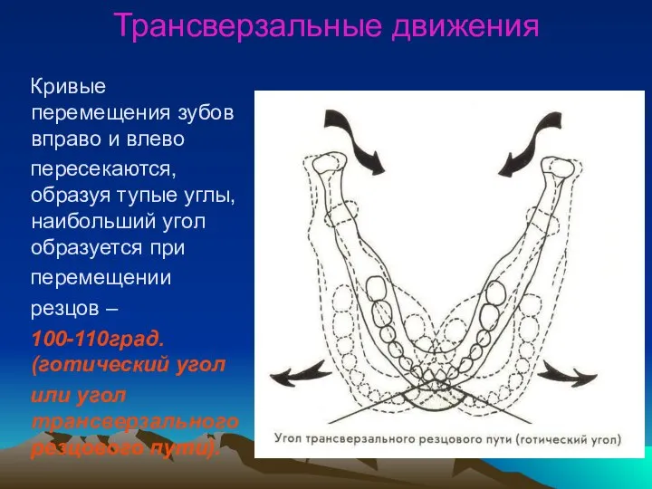 Трансверзальные движения Кривые перемещения зубов вправо и влево пересекаются, образуя тупые