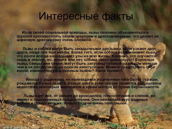 Интересные факты — Из-за своей социальной природы, львы склонны объединяться и