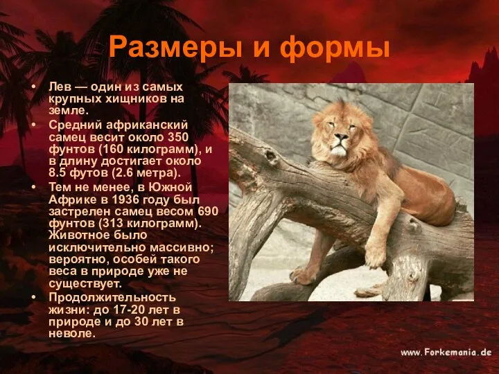 Размеры и формы Лев — один из самых крупных хищников на