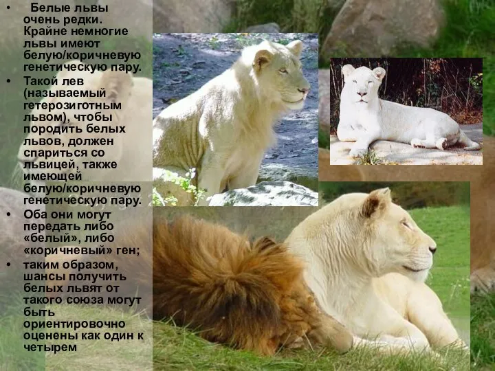 Белые львы очень редки. Крайне немногие львы имеют белую/коричневую генетическую пару.
