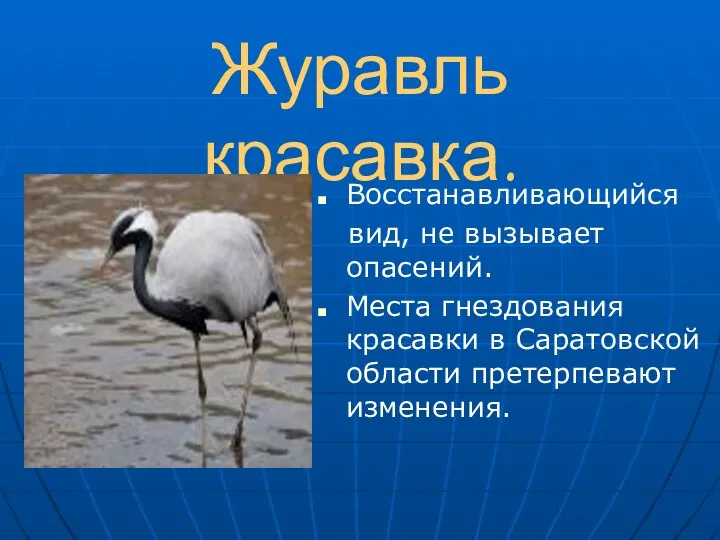 Восстанавливающийся вид, не вызывает опасений. Места гнездования красавки в Саратовской области претерпевают изменения. Журавль красавка.