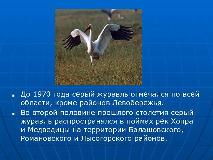 До 1970 года серый журавль отмечался по всей области, кроме районов