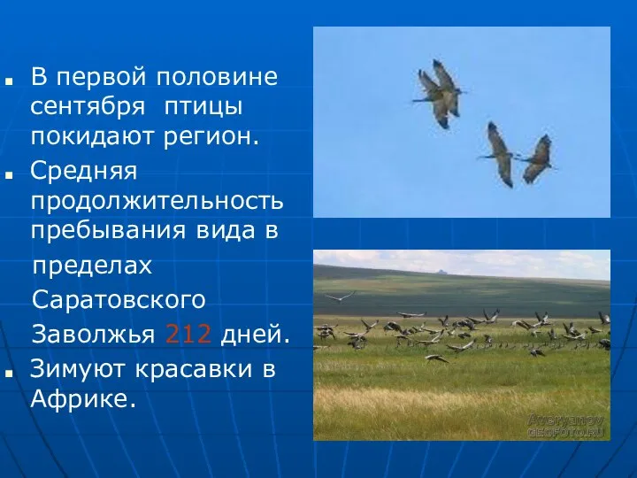 В первой половине сентября птицы покидают регион. Средняя продолжительность пребывания вида