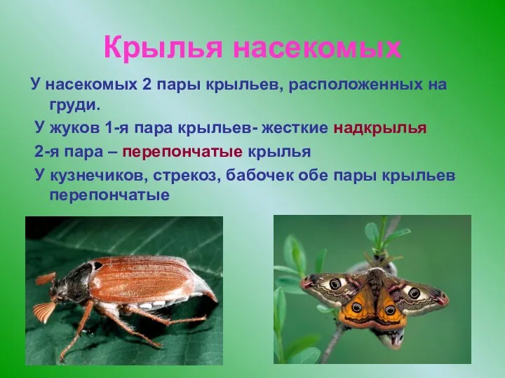 Крылья насекомых У насекомых 2 пары крыльев, расположенных на груди. У