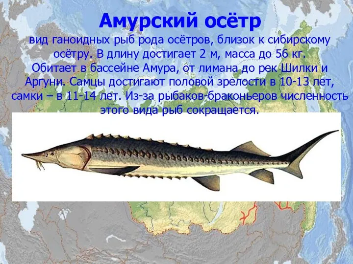 Амурский осётр вид ганоидных рыб рода осётров, близок к сибирскому осётру.