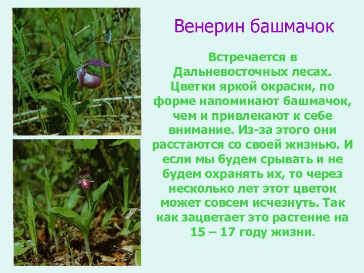 Венерин башмачок Встречается в Дальневосточных лесах. Цветки яркой окраски, по форме
