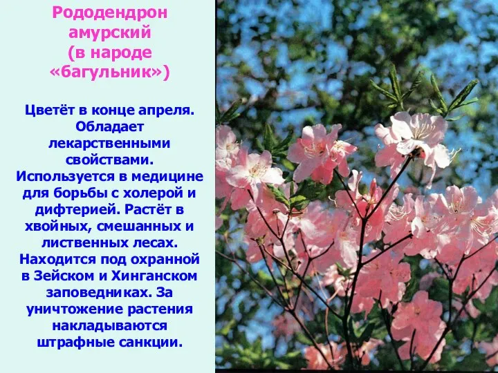 Рододендрон амурский (в народе «багульник») Цветёт в конце апреля. Обладает лекарственными