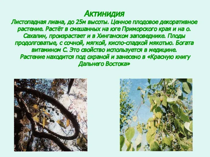 Актинидия Листопадная лиана, до 25м высоты. Ценное плодовое декоративное растение. Растёт