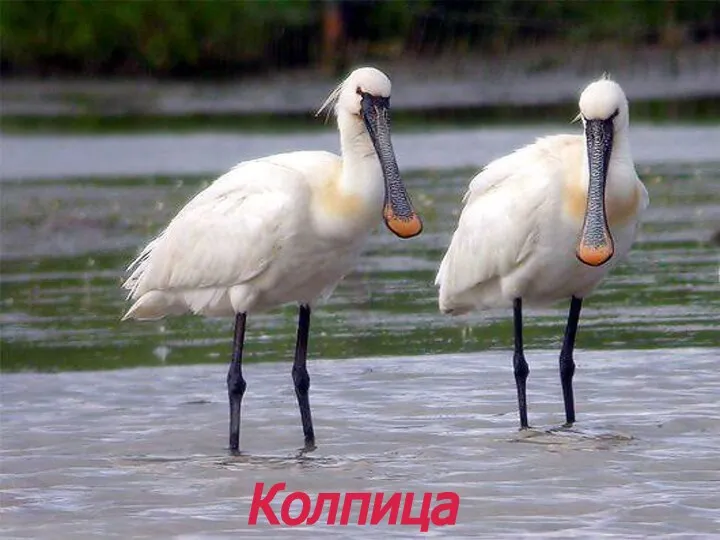 Колпица