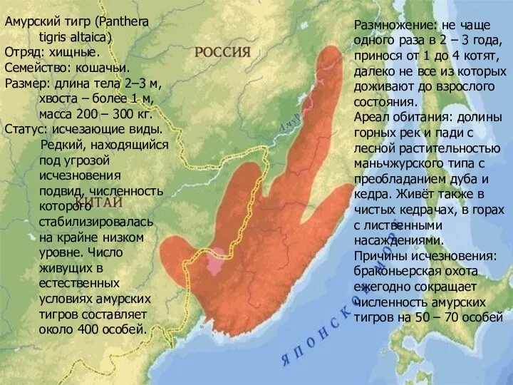 Амурский тигр (Panthera tigris altaica) Отряд: хищные. Семейство: кошачьи. Размер: длина