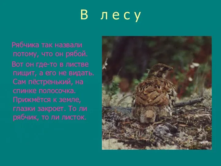 В л е с у Рябчика так назвали потому, что он