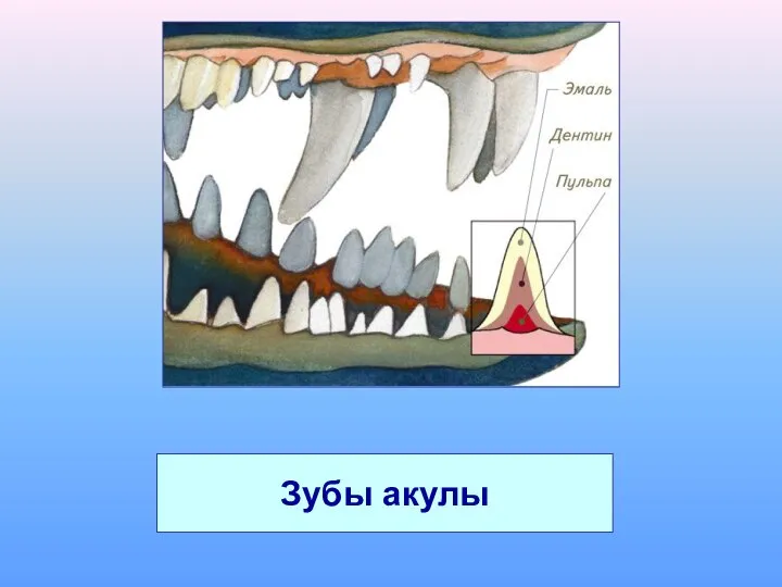 Зубы акулы