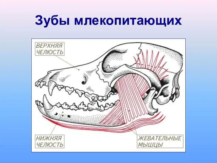 Зубы млекопитающих