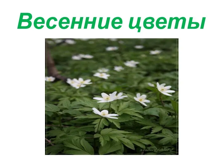 Весенние цветы