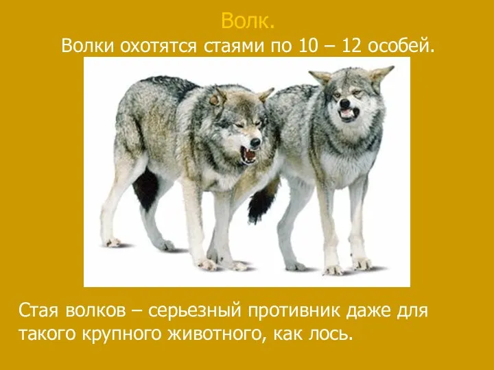 Волк. Волки охотятся стаями по 10 – 12 особей. Стая волков