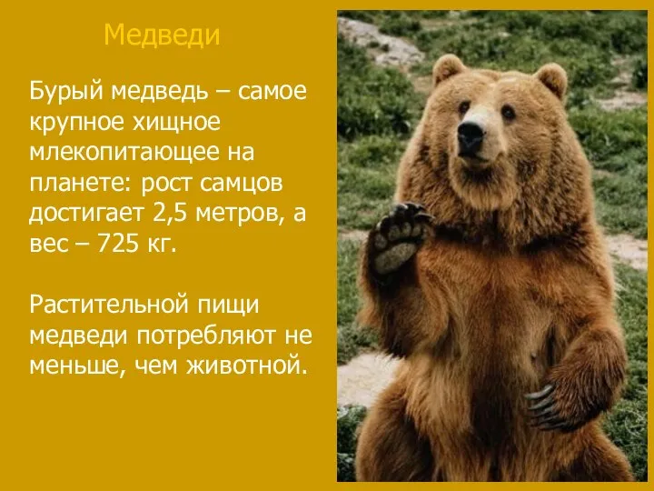 Бурый медведь – самое крупное хищное млекопитающее на планете: рост самцов