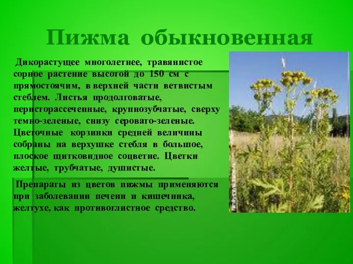 Пижма обыкновенная Дикорастущее многолетнее, травянистое сорное растение высотой до 150 см