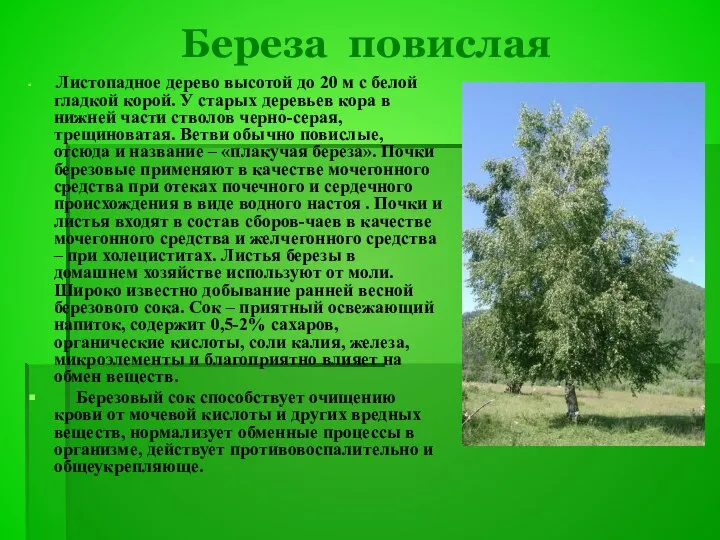 Береза повислая Листопадное дерево высотой до 20 м с белой гладкой