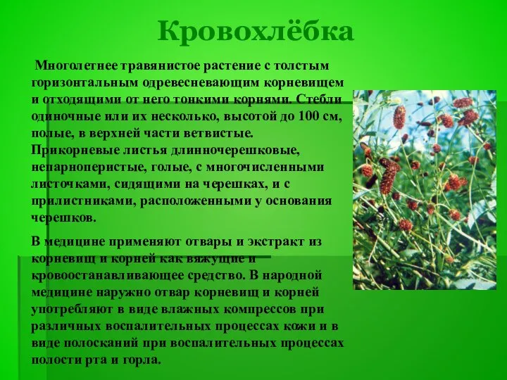 Кровохлёбка Многолетнее травянистое растение с толстым горизонтальным одревесневающим корневищем и отходящими