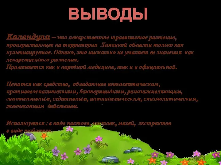 Календула – это лекарственное травянистое растение, произрастающее на территории Липецкой области