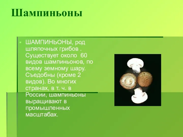 Шампиньоны ШАМПИНЬОНЫ, род шляпочных грибов . Существует около 60 видов шампиньонов,