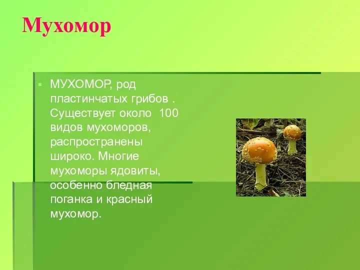 Мухомор МУХОМОР, род пластинчатых грибов . Существует около 100 видов мухоморов,