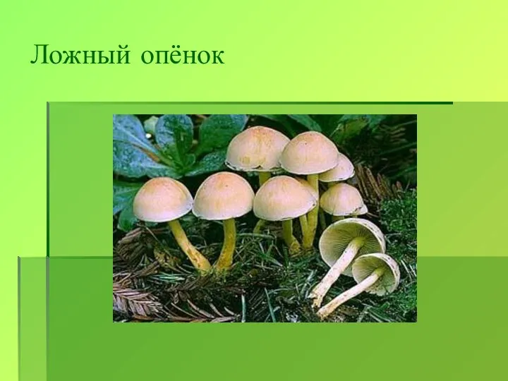 Ложный опёнок