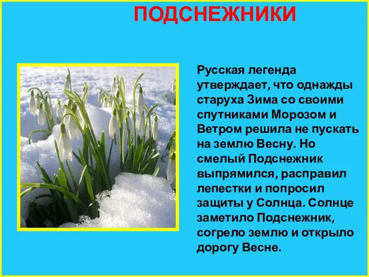 ПОДСНЕЖНИКИ Русская легенда утверждает, что однажды старуха Зима со своими спутниками