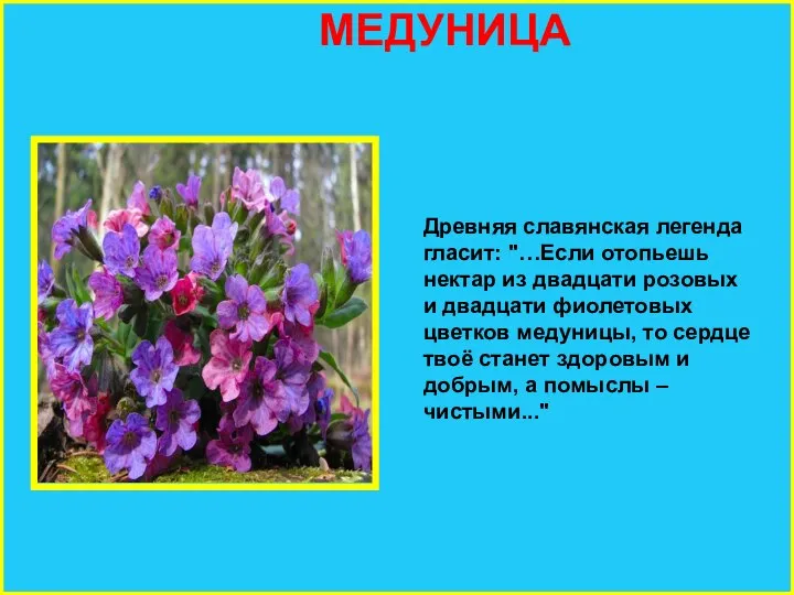 МЕДУНИЦА Древняя славянская легенда гласит: "…Если отопьешь нектар из двадцати розовых