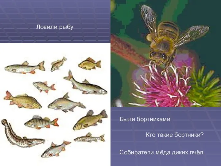 Ловили рыбу Были бортниками Кто такие бортники? Собиратели мёда диких пчёл.