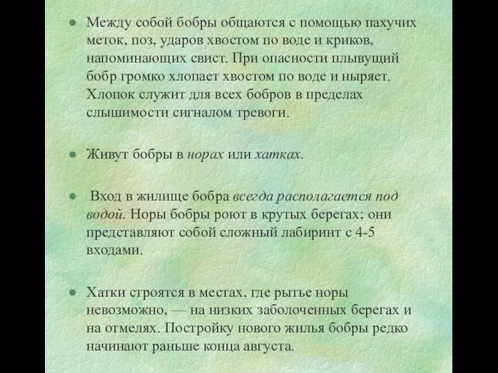 Между собой бобры общаются с помощью пахучих меток, поз, ударов хвостом