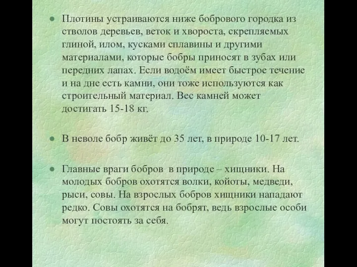 Плотины устраиваются ниже бобрового городка из стволов деревьев, веток и хвороста,