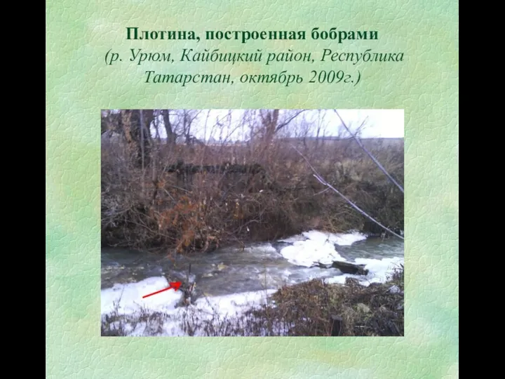 Плотина, построенная бобрами (р. Урюм, Кайбицкий район, Республика Татарстан, октябрь 2009г.)