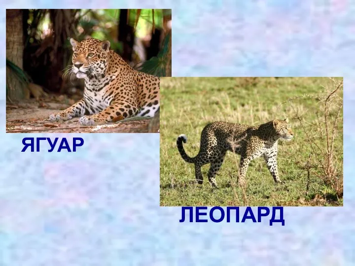 ЯГУАР ЛЕОПАРД