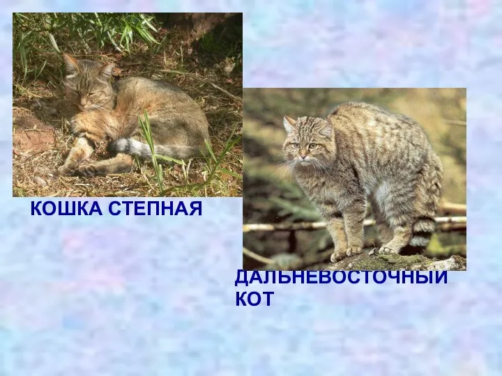 КОШКА СТЕПНАЯ ДАЛЬНЕВОСТОЧНЫЙ КОТ