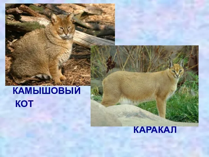 КАМЫШОВЫЙ КОТ КАРАКАЛ