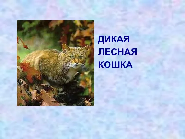 ДИКАЯ ЛЕСНАЯ КОШКА