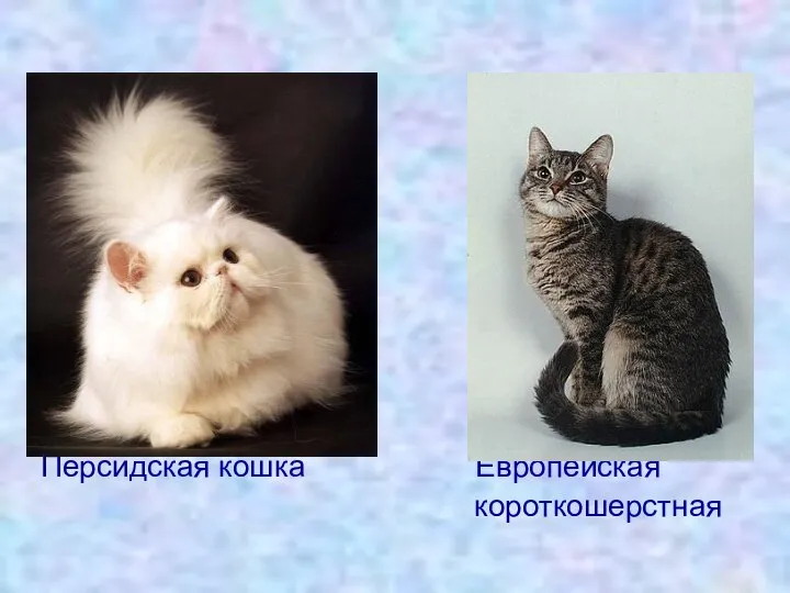 Персидская кошка Европейская короткошерстная