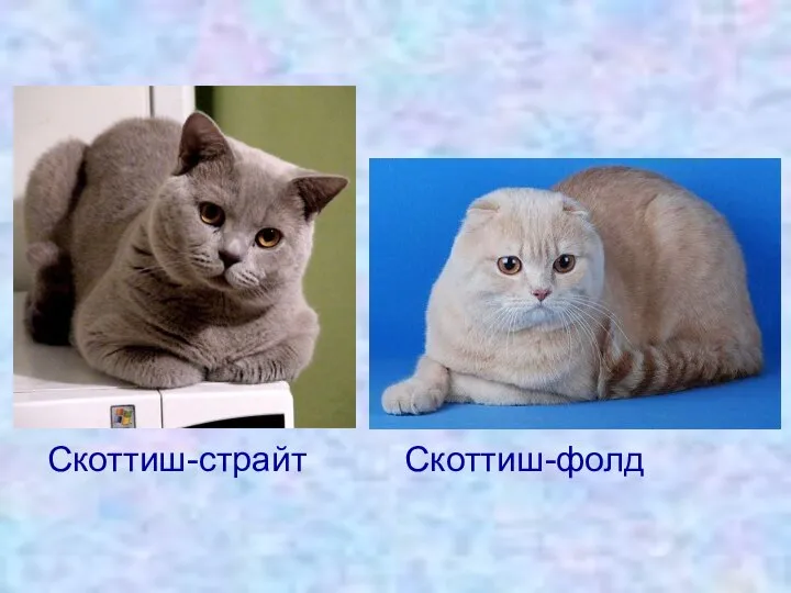 Скоттиш-страйт Скоттиш-фолд